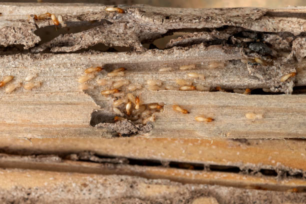 Best Ant Control Services  in Oakridge, OR