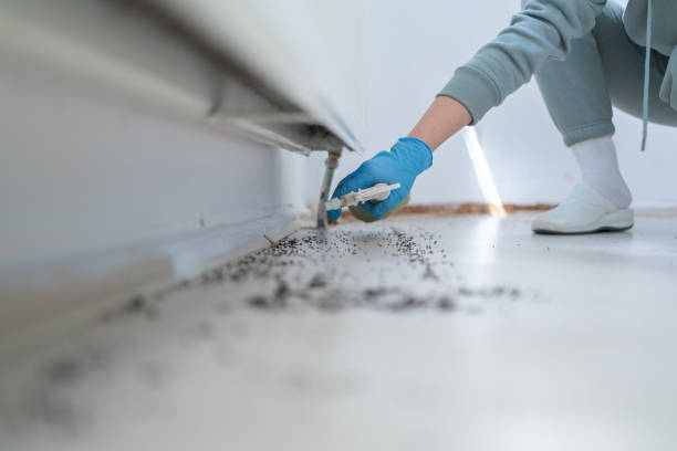 Best Local Pest Control Services  in Oakridge, OR